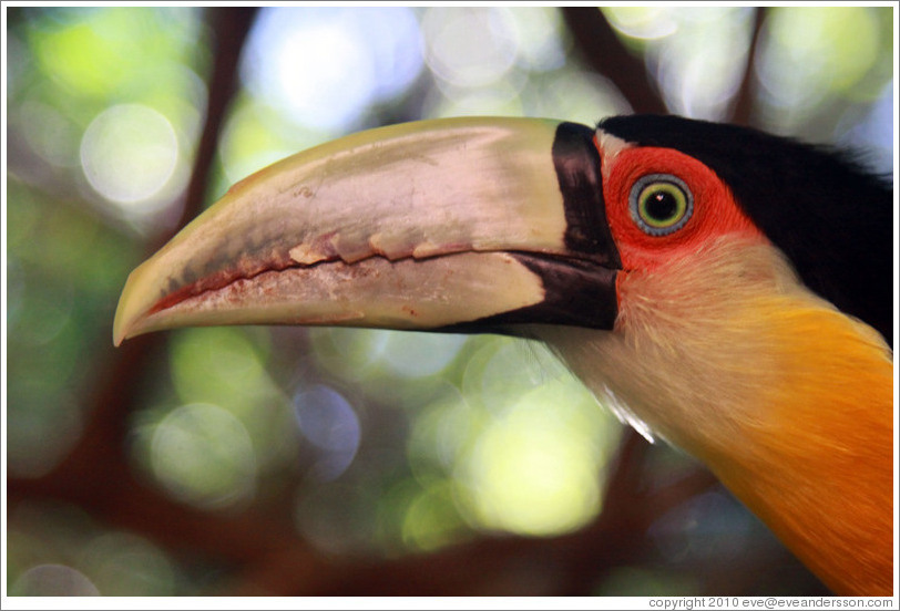 Red Breasted Toucan, Foz Tropicana Bird Park.