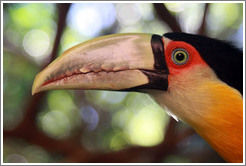 Red Breasted Toucan, Foz Tropicana Bird Park.