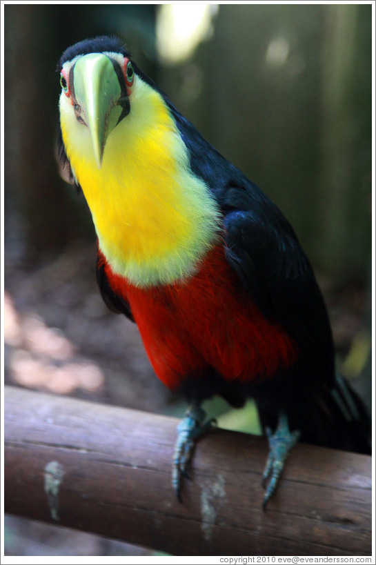 Red Breasted Toucan, Foz Tropicana Bird Park.