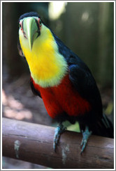 Red Breasted Toucan, Foz Tropicana Bird Park.