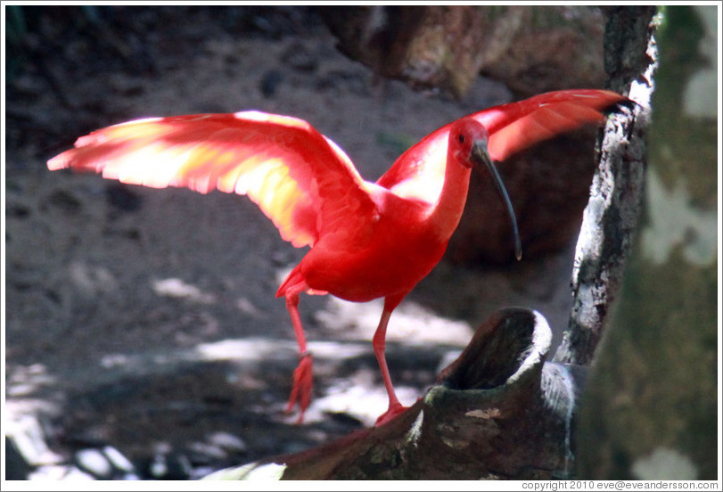 Scarlet Ibis, Foz Tropicana Bird Park.