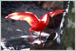 Scarlet Ibis, Foz Tropicana Bird Park.