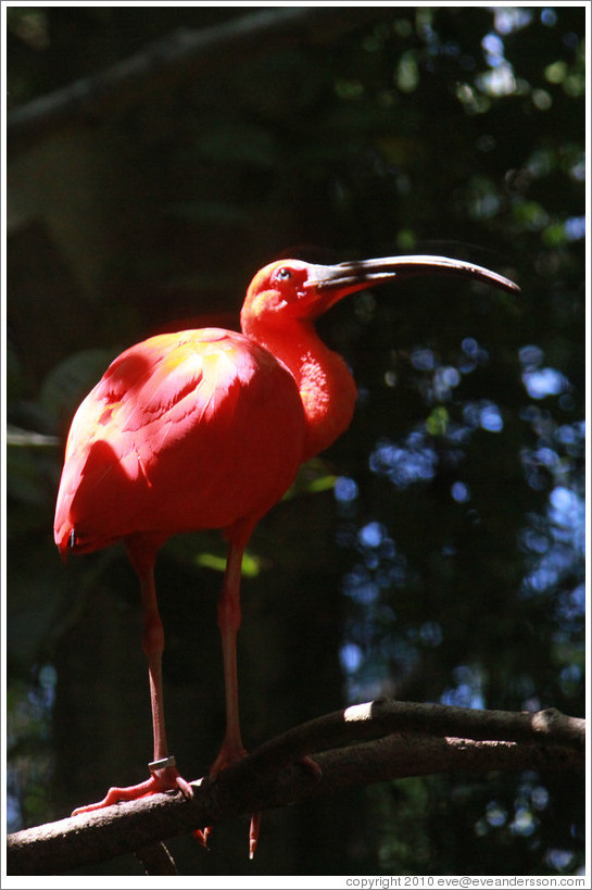 Scarlet Ibis, Foz Tropicana Bird Park.