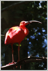Scarlet Ibis, Foz Tropicana Bird Park.