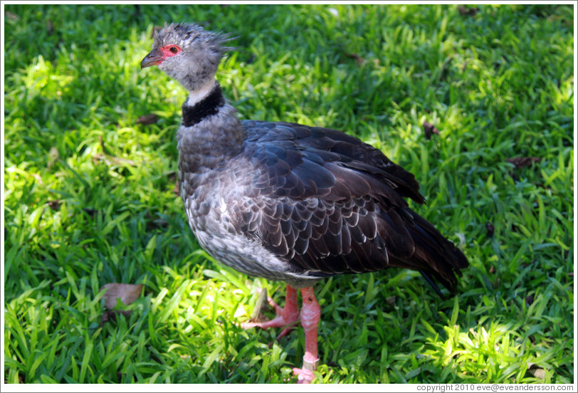 Southern Screamer, Foz Tropicana Bird Park.