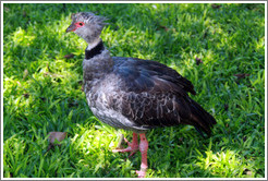 Southern Screamer, Foz Tropicana Bird Park.