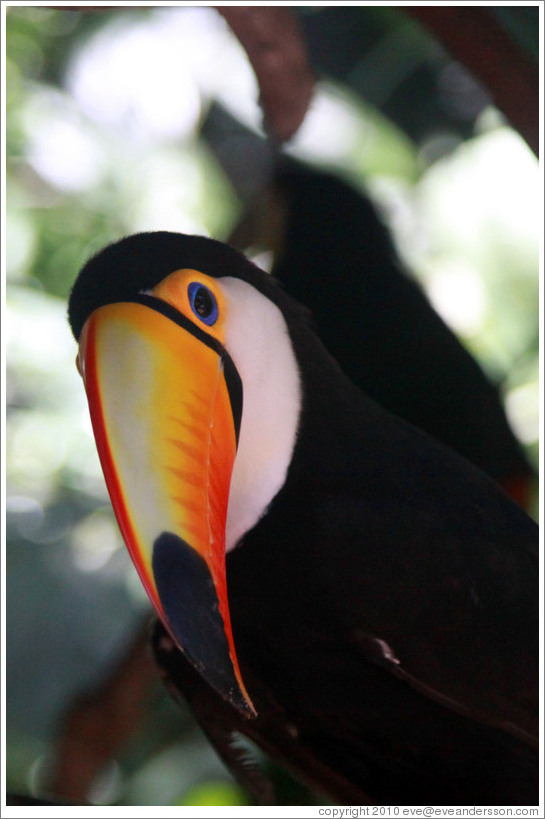 Toco Toucan, Foz Tropicana Bird Park.