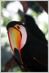 Toco Toucan, Foz Tropicana Bird Park.