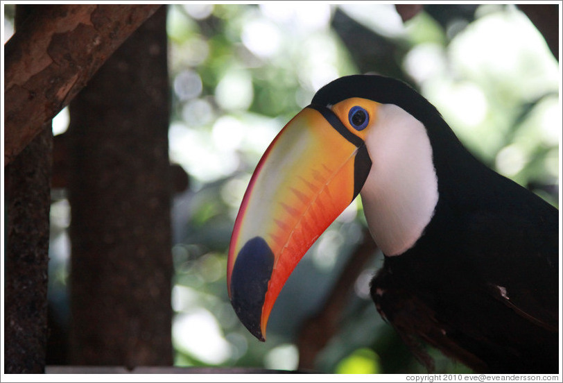 Toco Toucan, Foz Tropicana Bird Park.