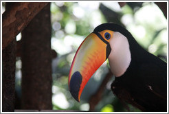 Toco Toucan, Foz Tropicana Bird Park.