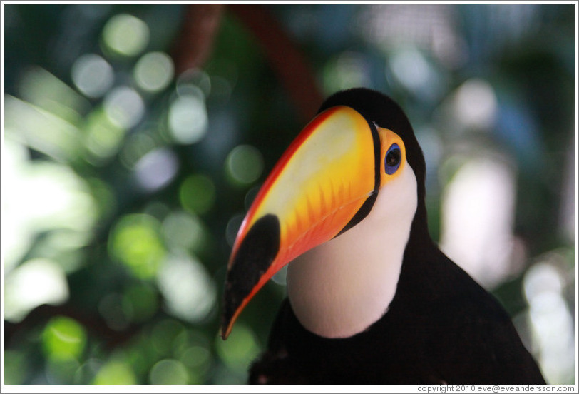 Toco Toucan, Foz Tropicana Bird Park.