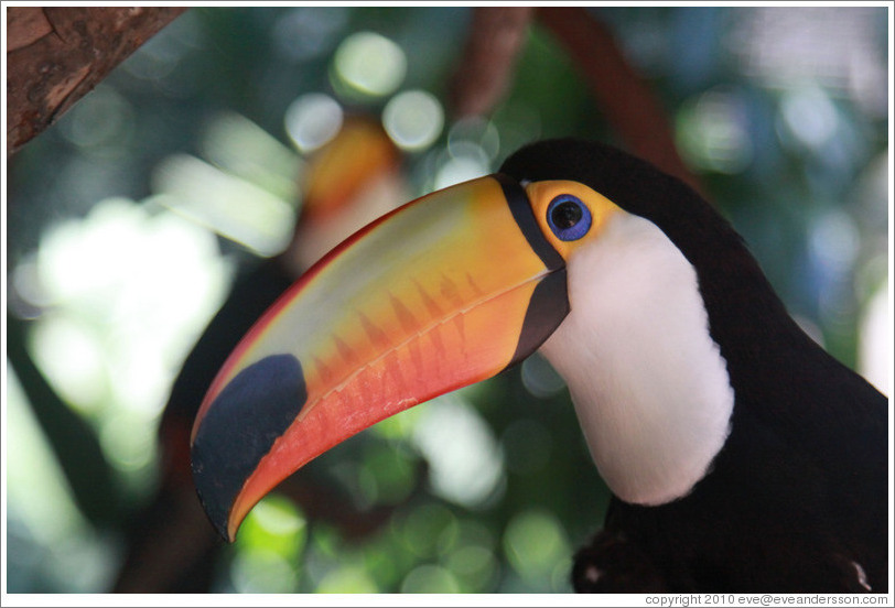 Toco Toucan, Foz Tropicana Bird Park.
