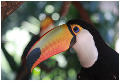 Toco Toucan, Foz Tropicana Bird Park.
