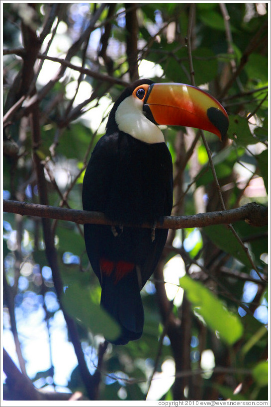 Toco Toucan, Foz Tropicana Bird Park.