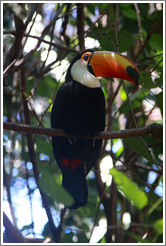 Toco Toucan, Foz Tropicana Bird Park.