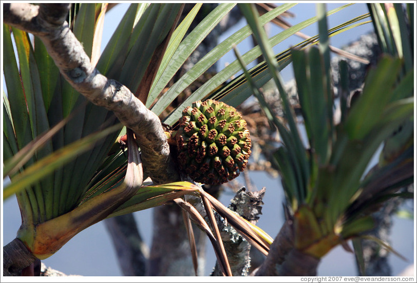 Prickly fruit (name unknown to me).