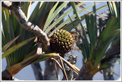 Prickly fruit (name unknown to me).