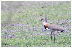 Bird on the grounds of Natura, Brazil's largest cosmetics company.