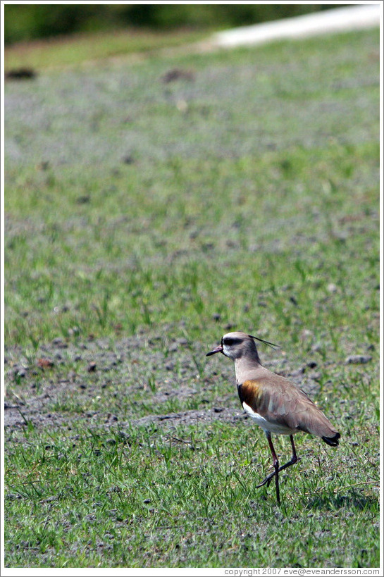 Bird on the grounds of Natura, Brazil's largest cosmetics company.