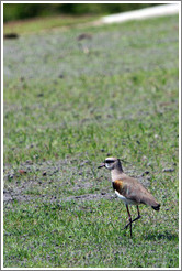 Bird on the grounds of Natura, Brazil's largest cosmetics company.