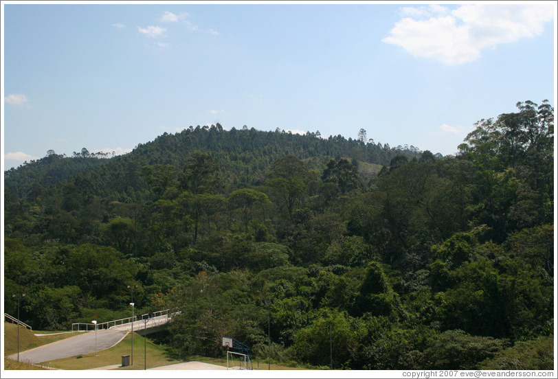 Forest planted at headquarters of Natura, Brazil's largest cosmetics company.