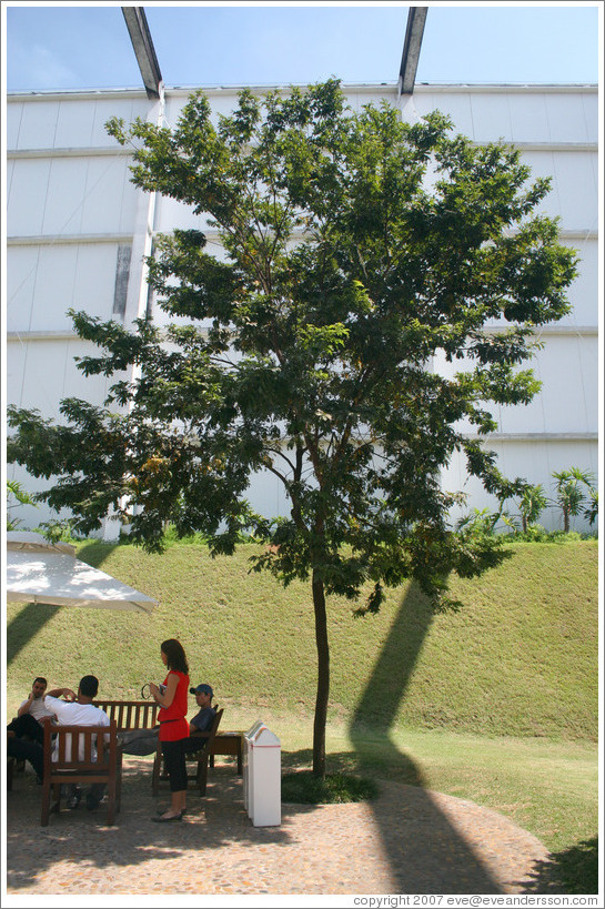 The Pau Brasil tree, after which the country of Brazil was named.  Located at headquarters of Natura, Brazil's largest cosmetics company.