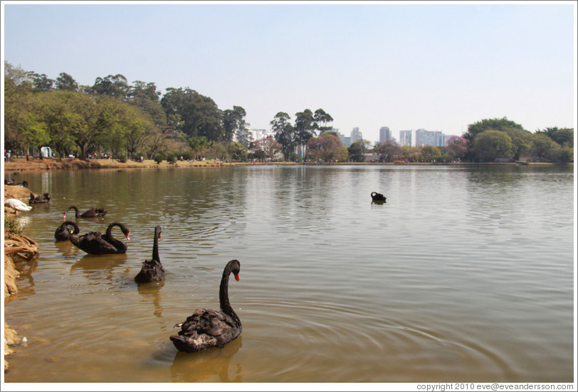 Black swans on a lake.  Parque do Ibirapuera.