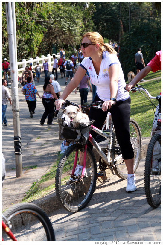 Woman riding a bike with a dog in its basket.  Parque do Ibirapuera.