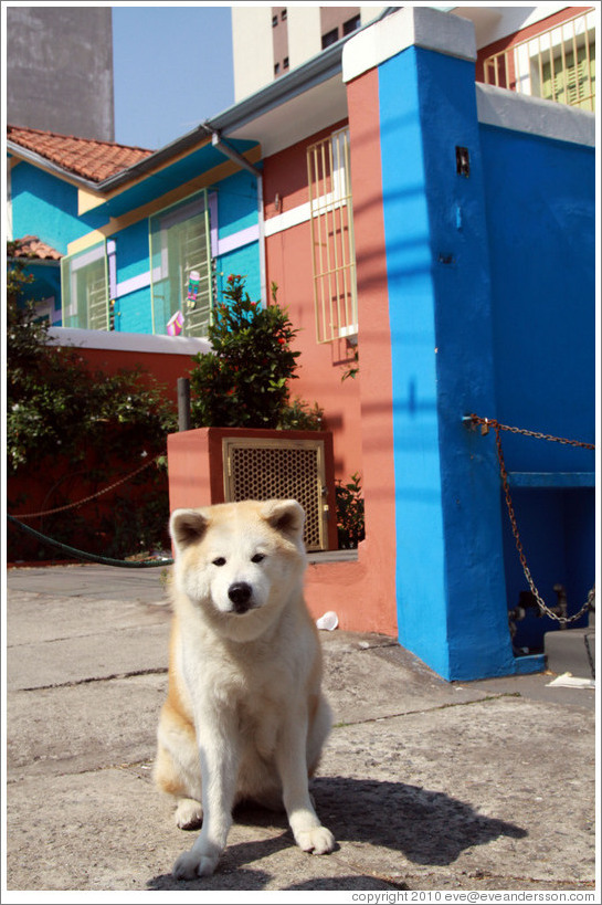 Good dog in front of  blue and red house.  Rua Artur de Azevedo.  Villa Magdalena neighborhood.