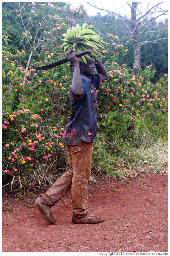 Boy carrying bananas and a machete on a farm near Bangangt