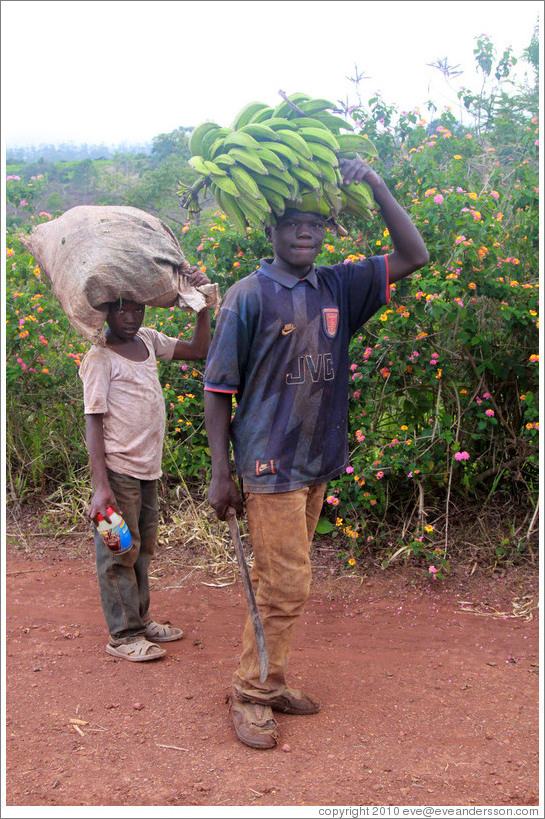 Boys carrying bananas on a farm near Bangangt