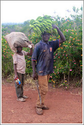 Boys carrying bananas on a farm near Bangangt