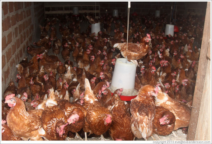 Chickens in a farm near Bangangt