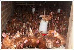 Chickens in a farm near Bangangt