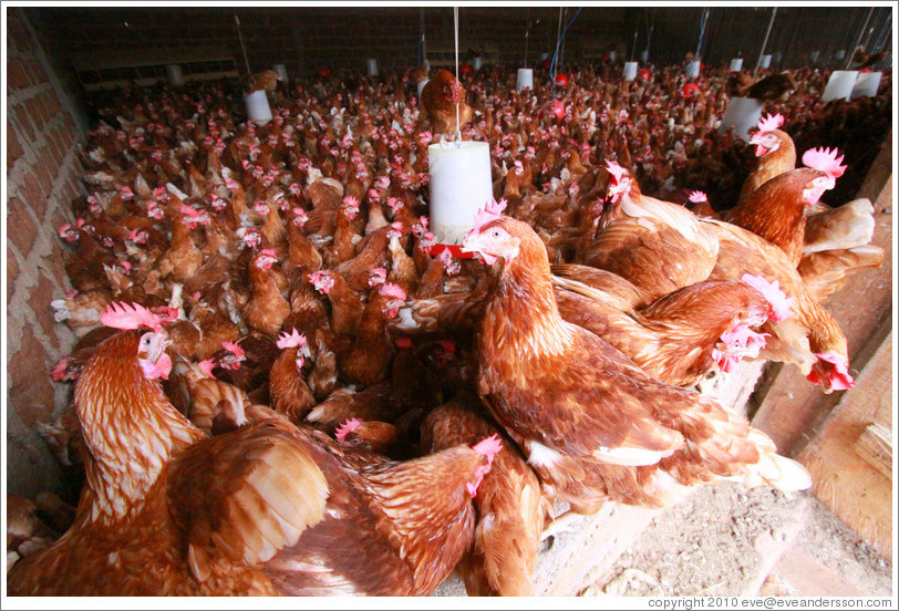 Chickens in a farm near Bangangt