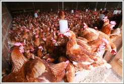 Chickens in a farm near Bangangt