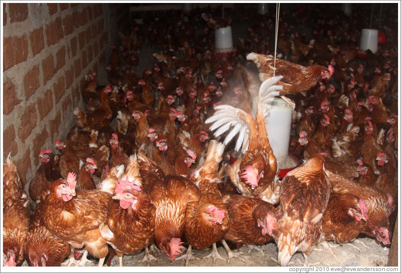 Chickens in a farm near Bangangt