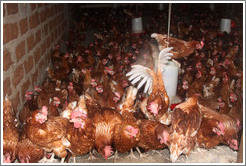 Chickens in a farm near Bangangt