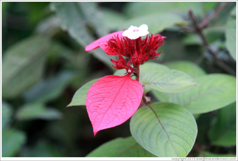 Red and white flower.