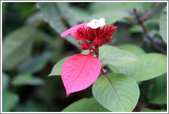 Red and white flower.