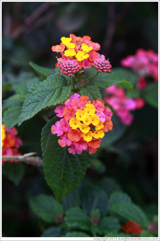 Magenta, red and yellow flower.