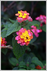 Magenta, red and yellow flower.