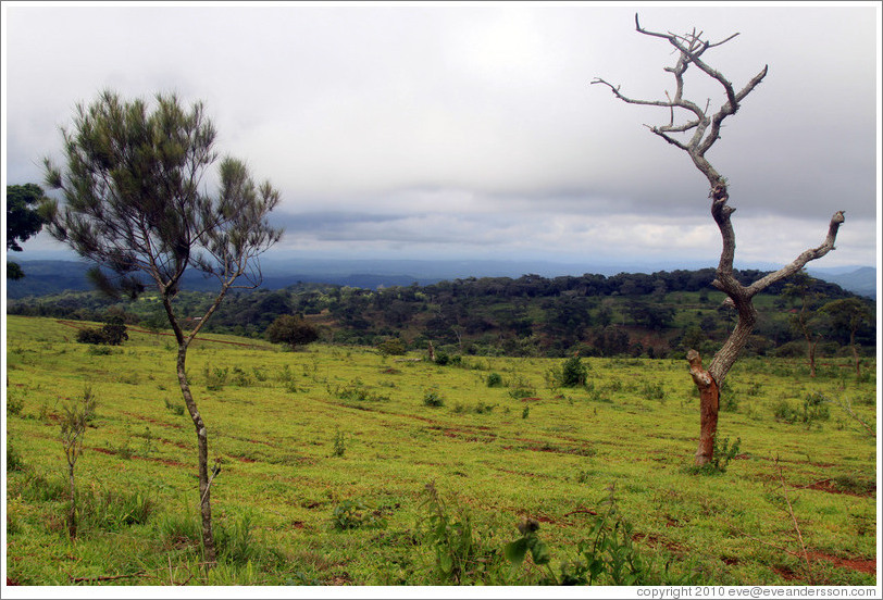 Landscape in a vast farm near Bangangt