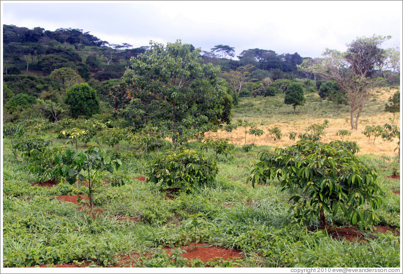 Landscape in a vast farm near Bangangt