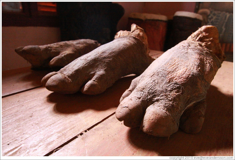 Rhinoceros feet.