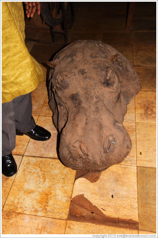 Rhinoceros head.