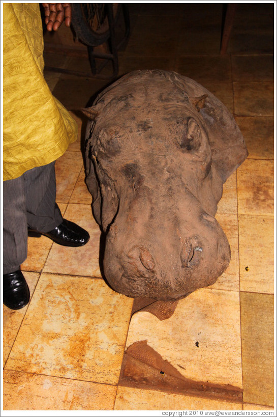Rhinoceros head.