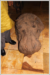 Rhinoceros head.