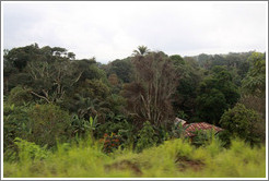 Houses in thick foliage on Route N5.