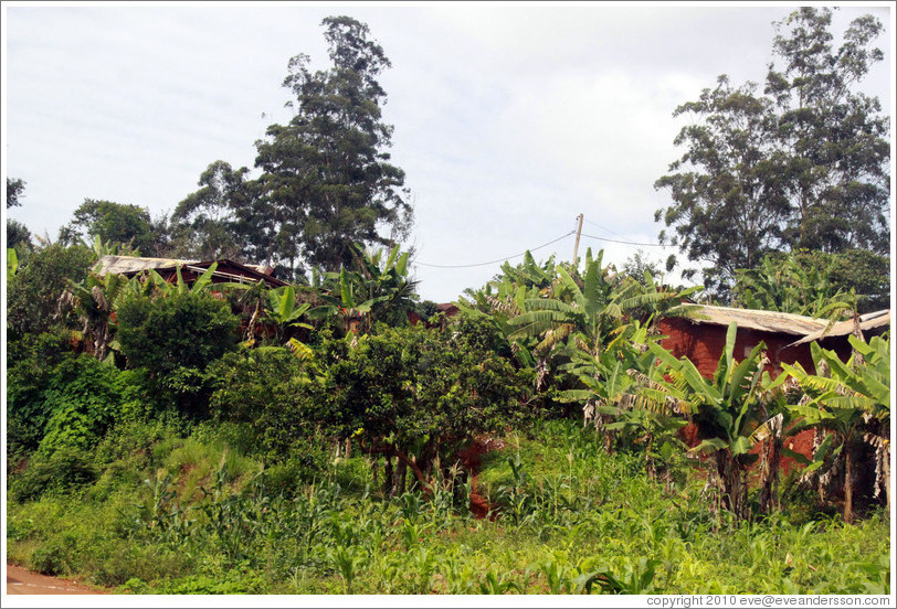 Houses in thick foliage on Route N5.